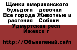Щенки американского бульдога ( девочки) - Все города Животные и растения » Собаки   . Удмуртская респ.,Ижевск г.